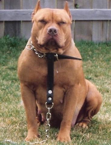 Gargoyle pitbulls shop for sale